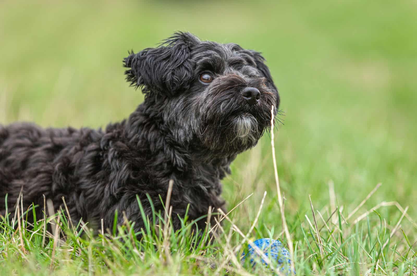 primer plano de Teacup Yorkiepoo