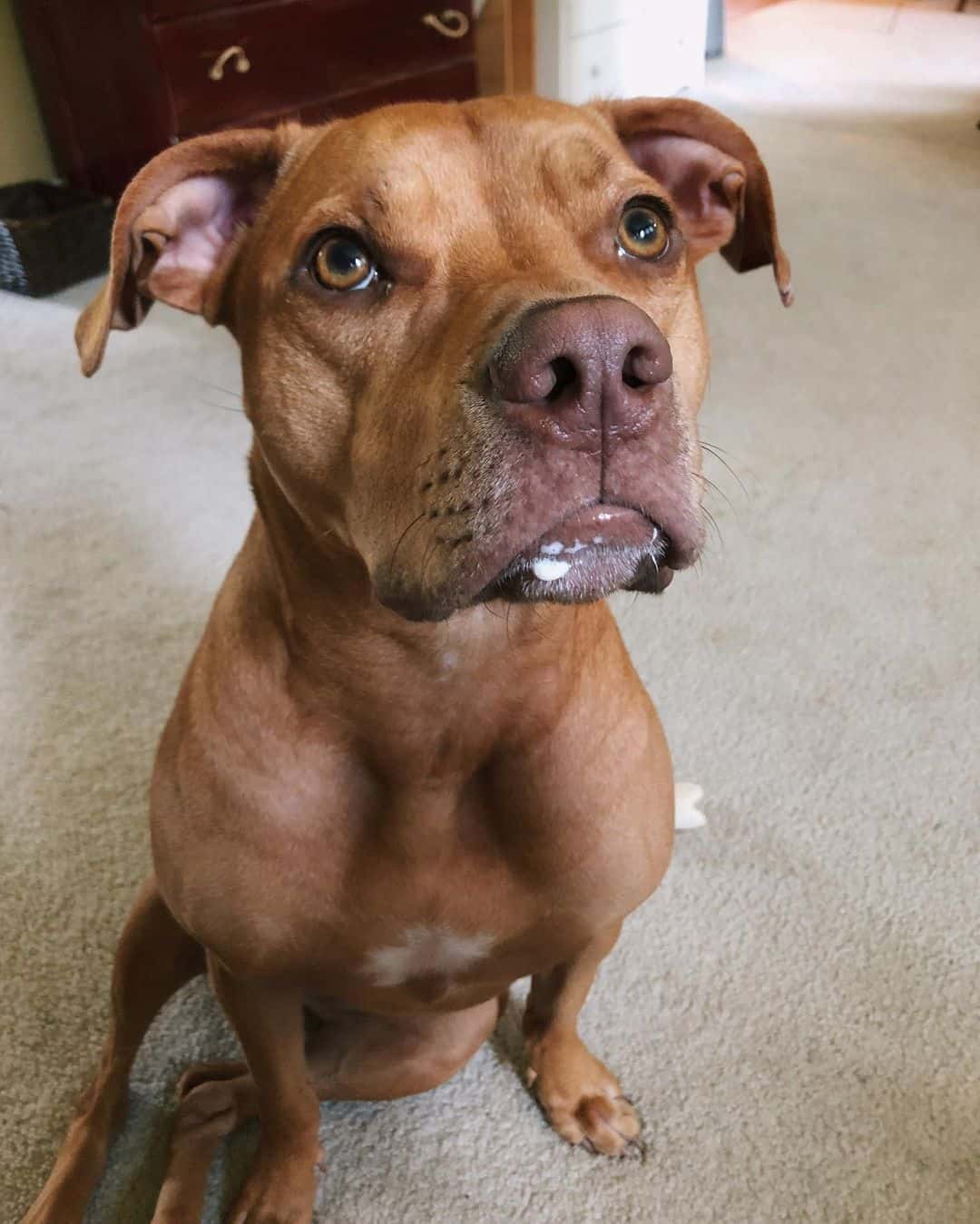 primer plano de Mestizo de Vizsla y Pitbull mirando hacia arriba