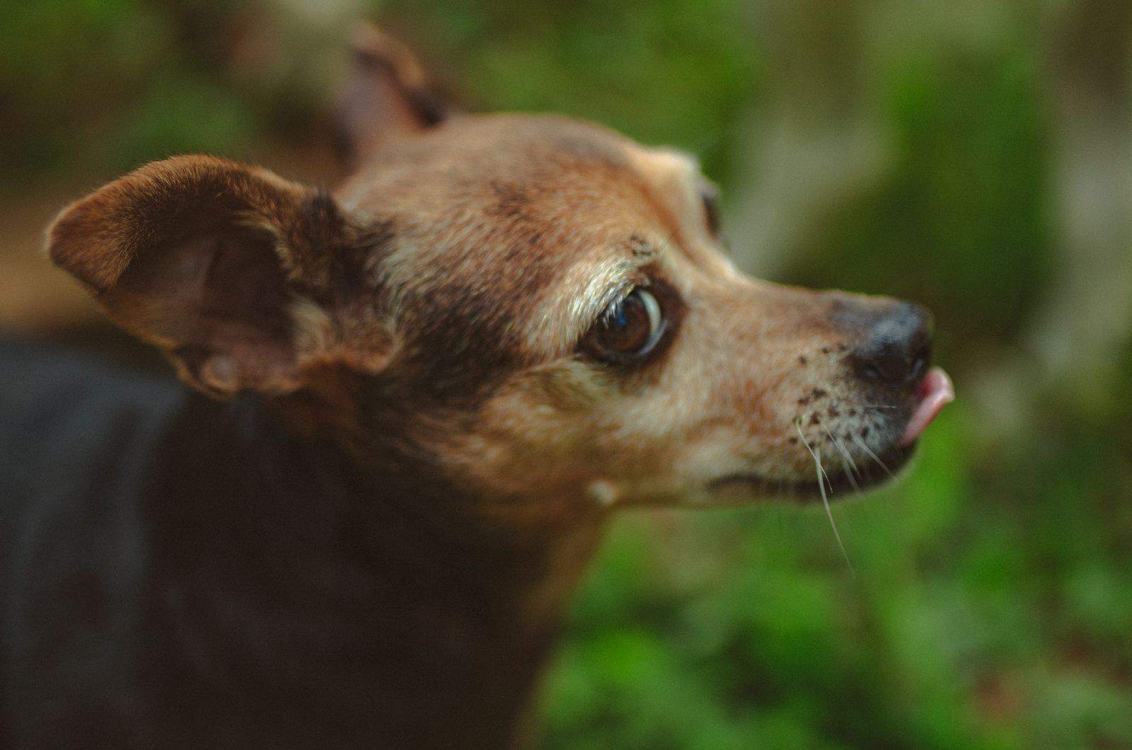 primer plano de mezcla de Whippet y Chihuahua en la naturaleza