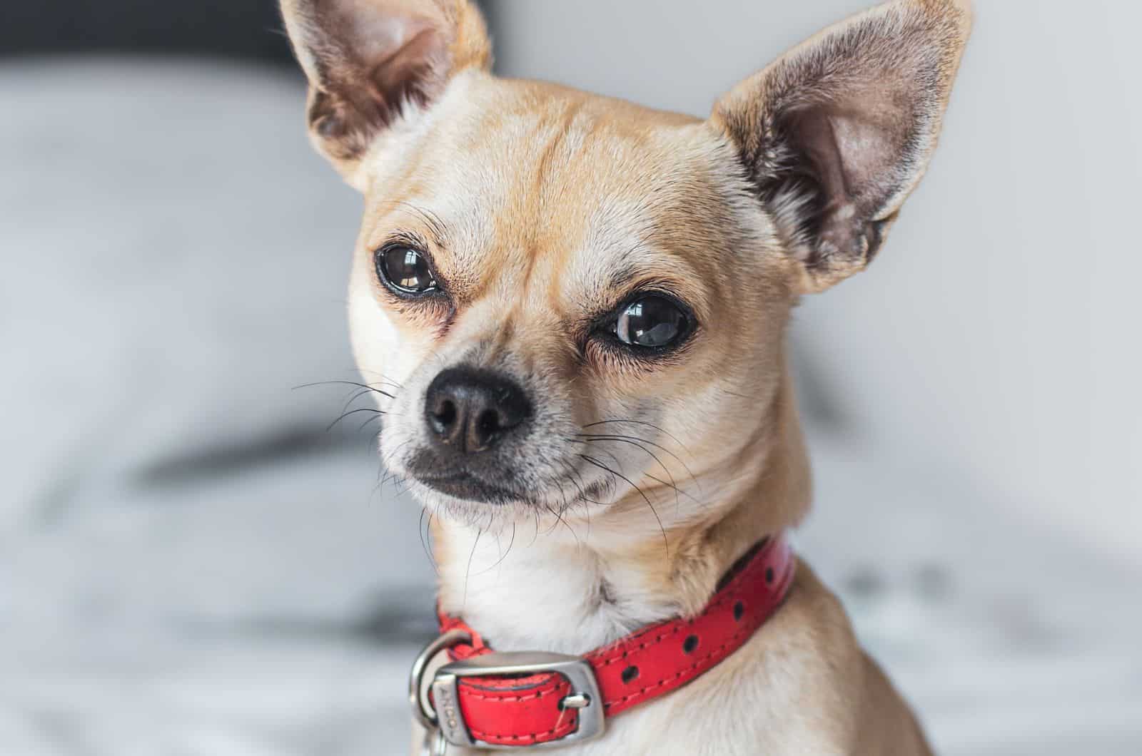 primer plano de mezcla de Whippet y Chihuahua mirando a la cámara