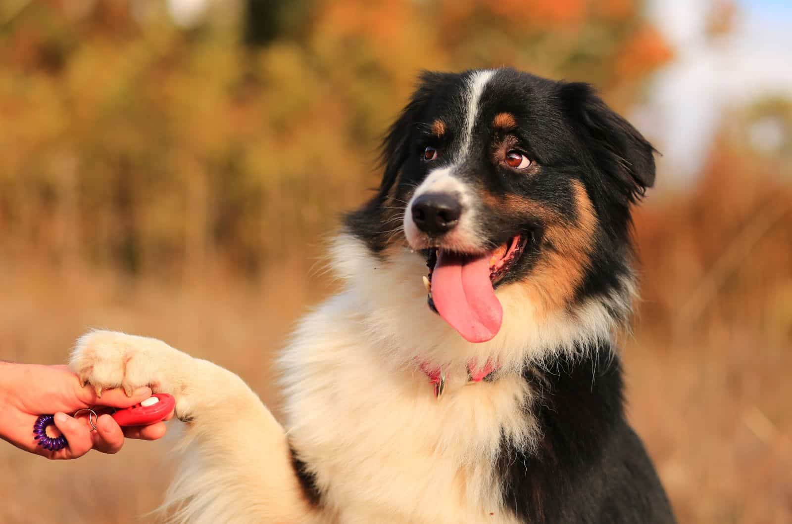 cercano de un perro lindo