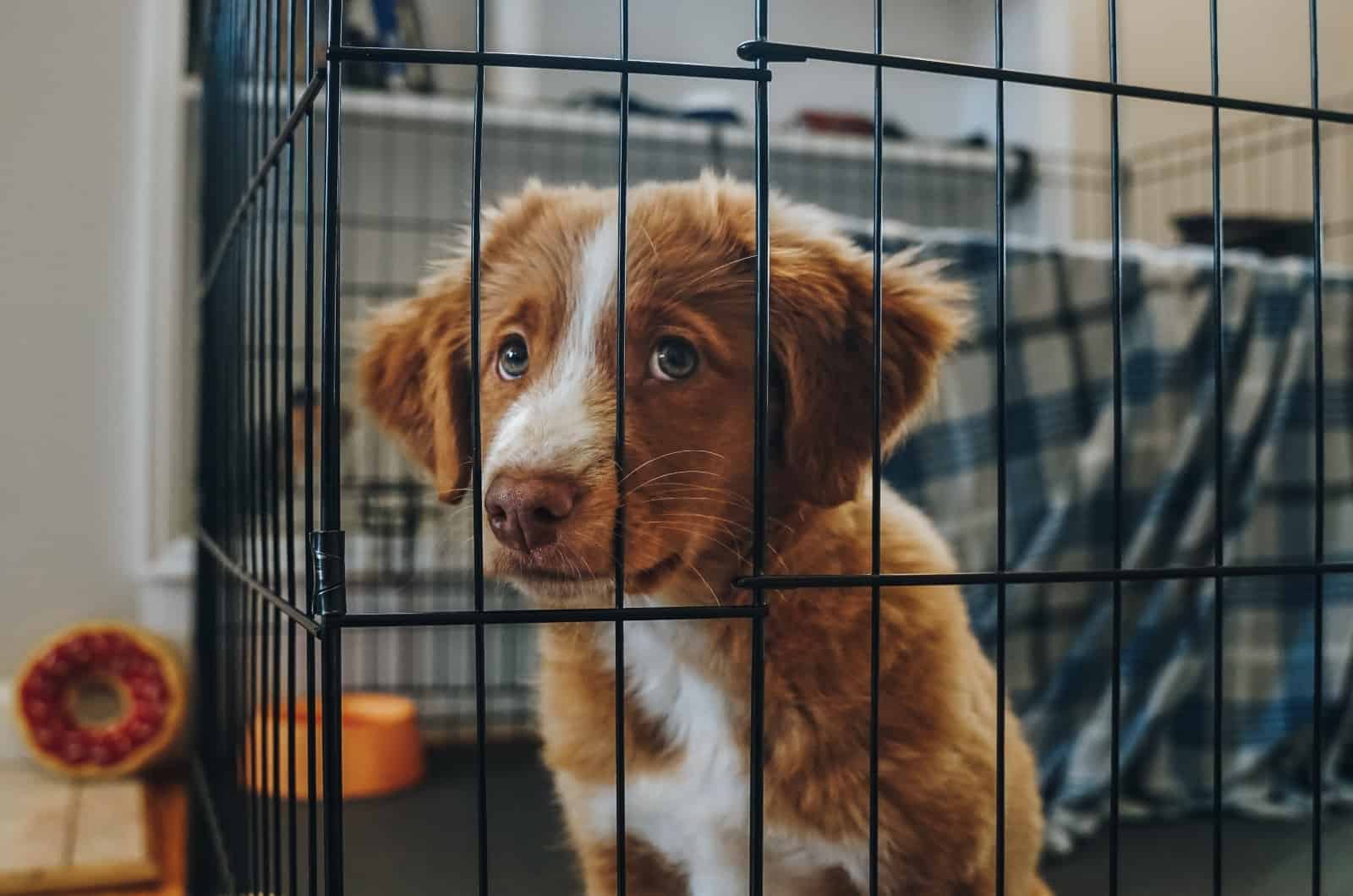 primer plano de perro en jaula