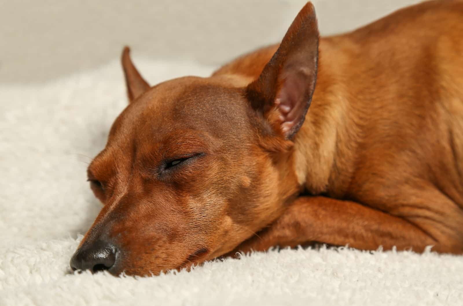 primer plano de perro durmiendo