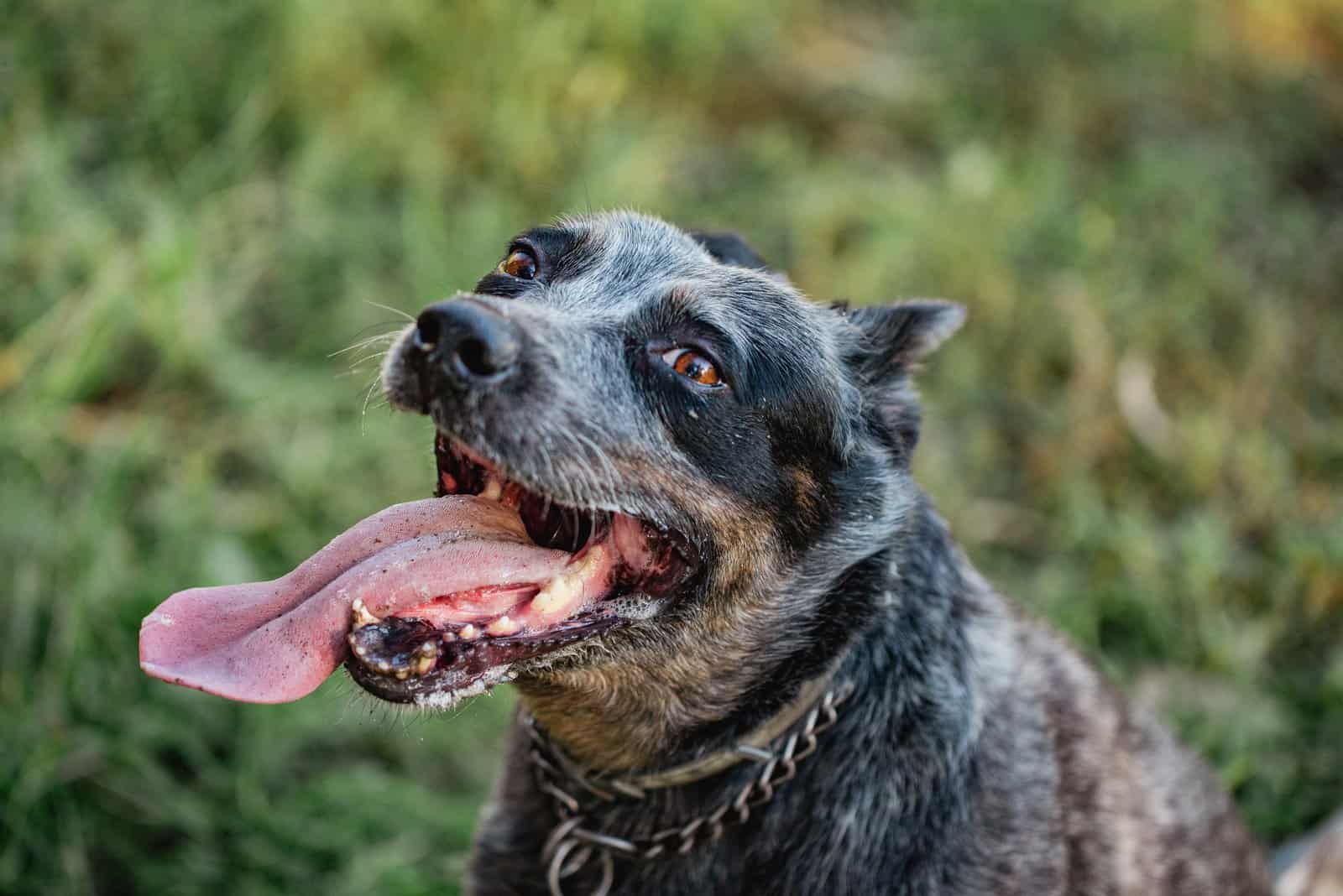 foto cercana de un feliz Pastor Australiano Blue Heeler