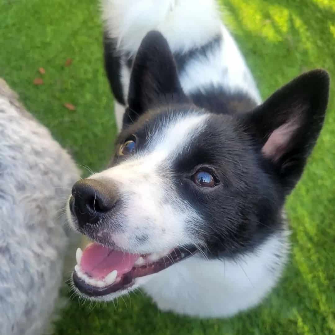 Primer plano de un Shiba Inu Pomeranian Mix feliz