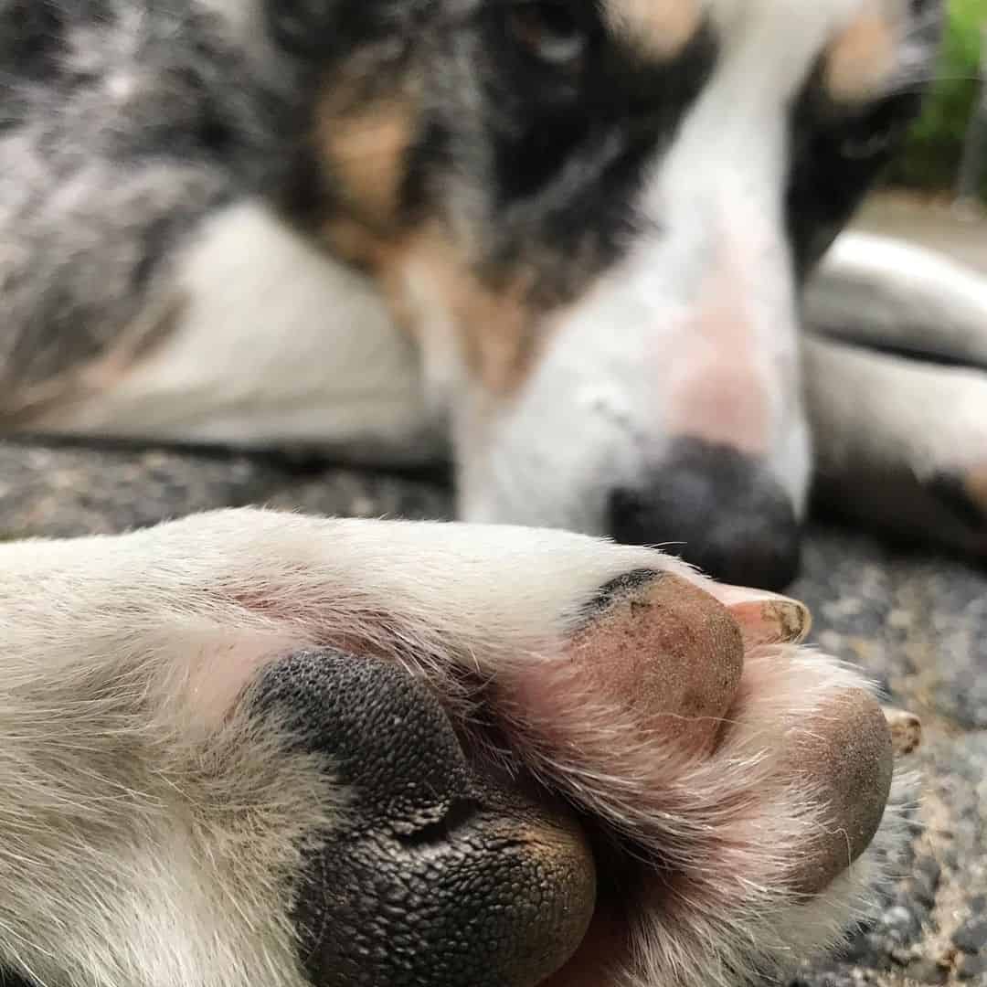 foto de cerca de patas rosadas