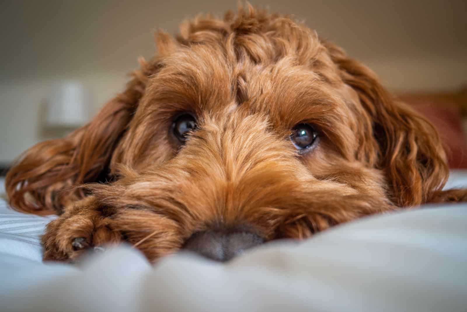 Primer plano de Cockapoo rojo