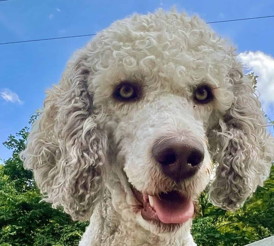 imagen cercana de caniche sable
