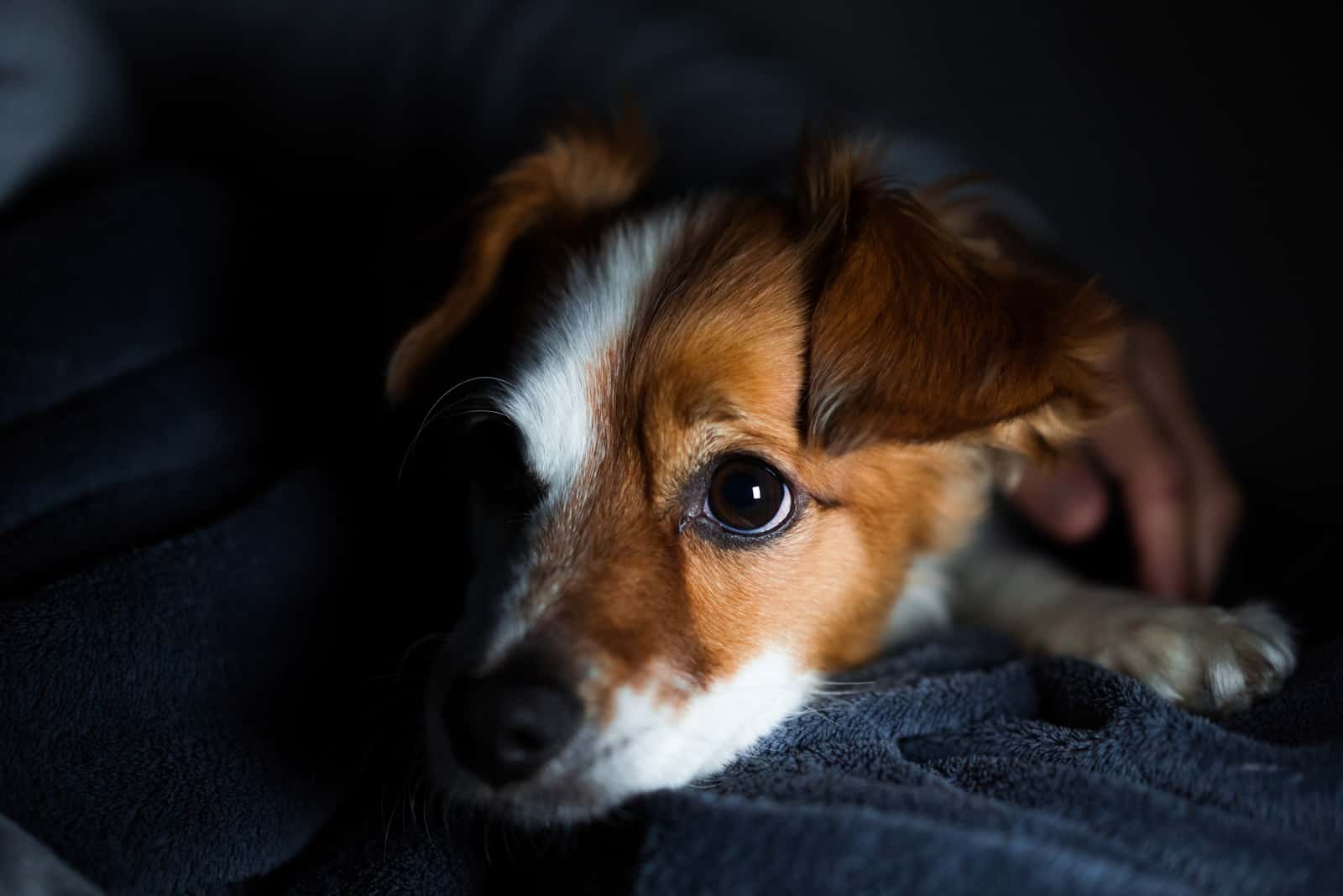 cachorro acostado en la oscuridad