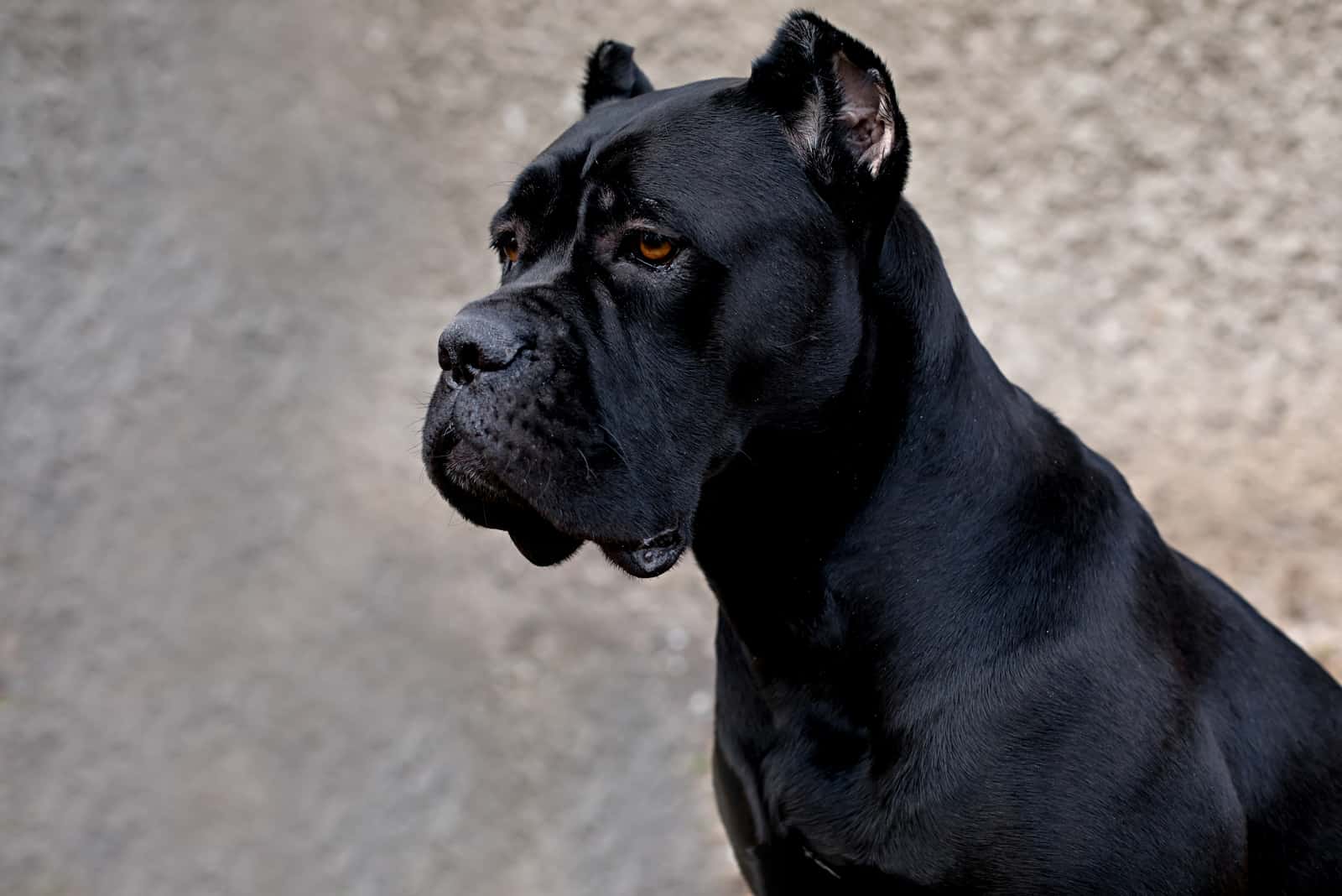 primer plano de Cane Corso