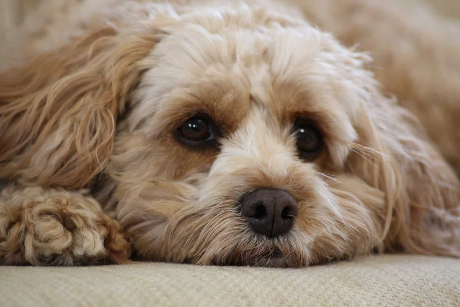 Primer plano de un cachorro de Cavapoo