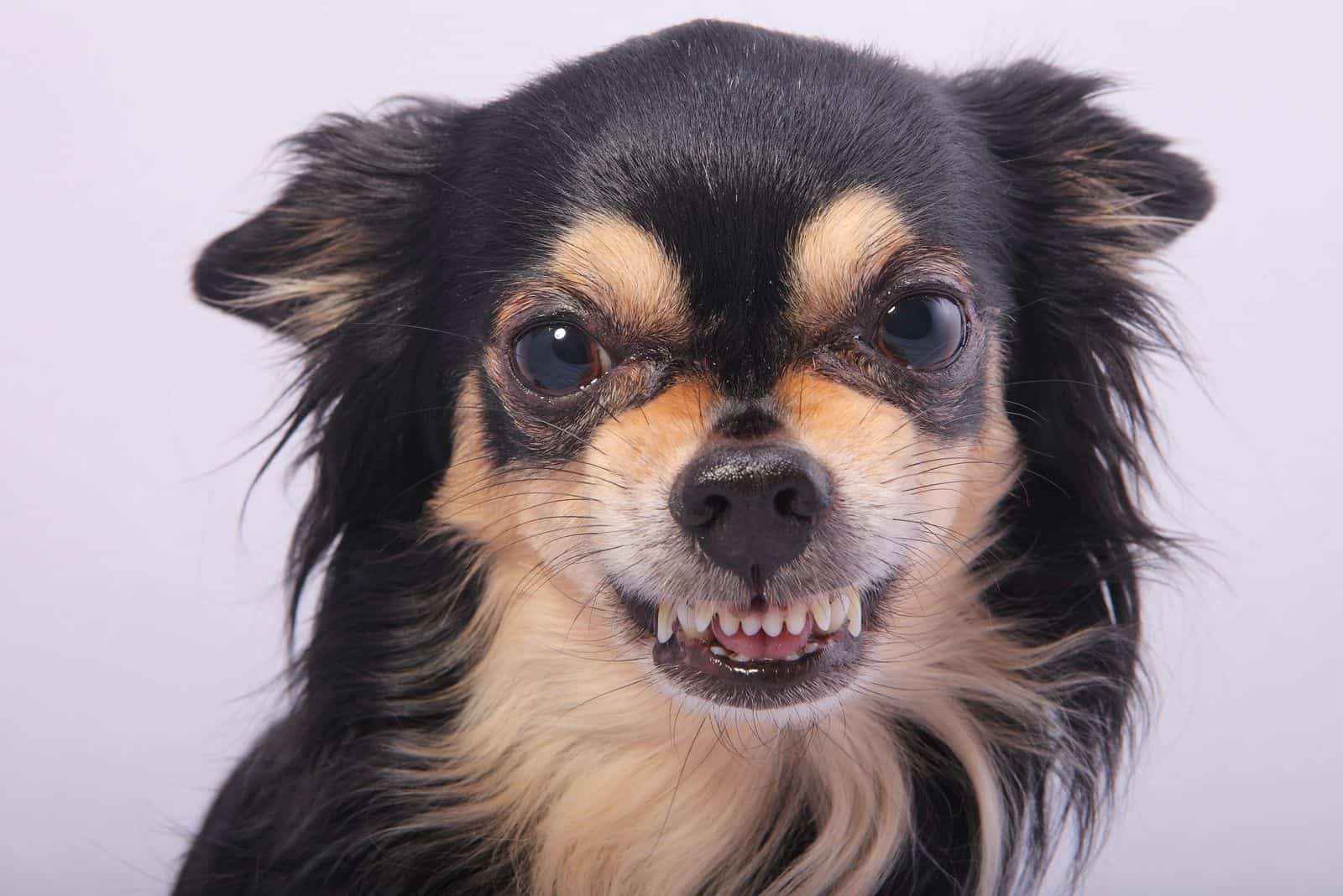 primer plano de un chihuahua gruñendo frente a la cámara