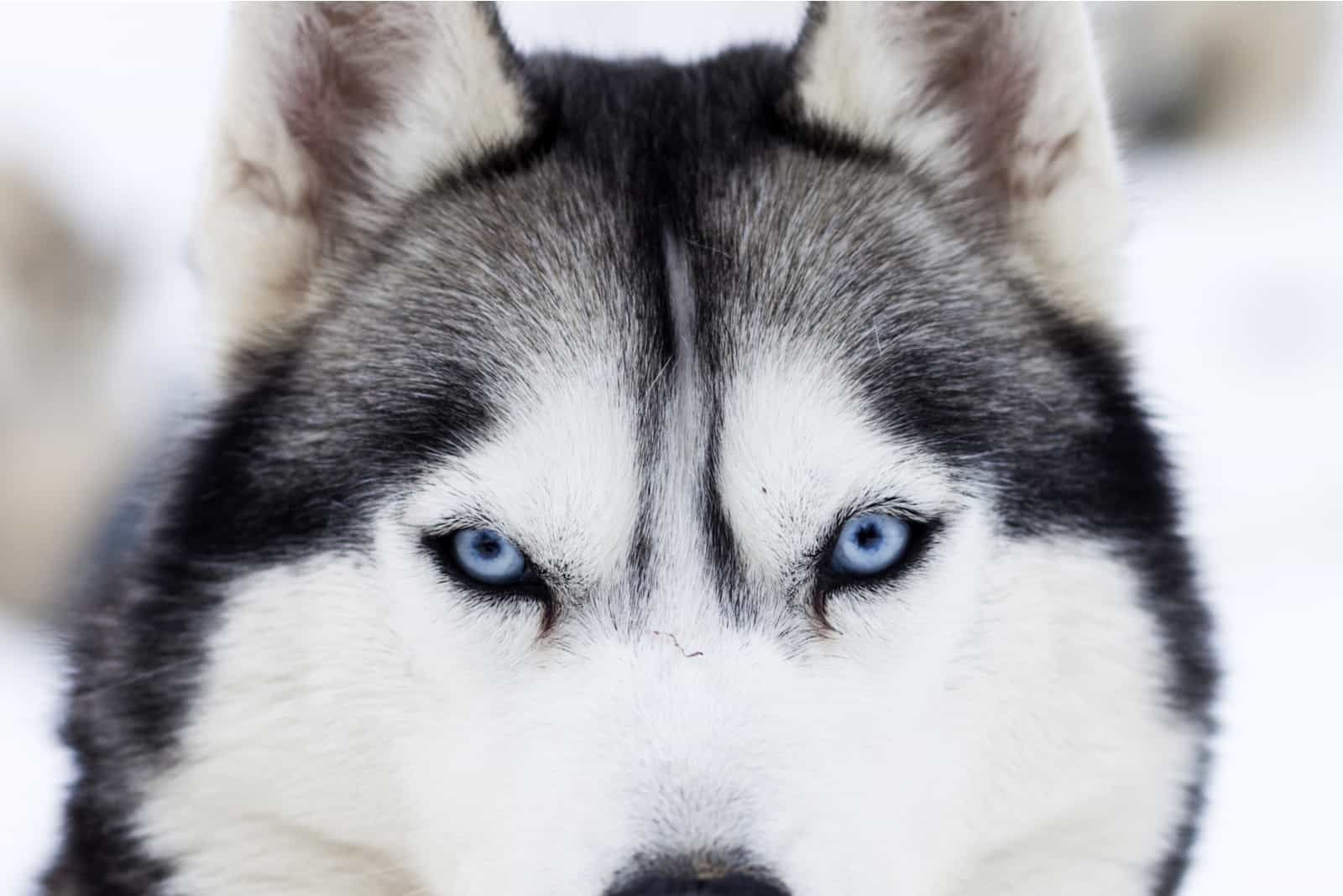 primer plano de husky de ojos azules