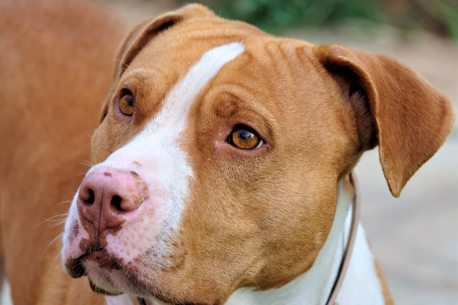 primer plano de pitbull marrón y blanco