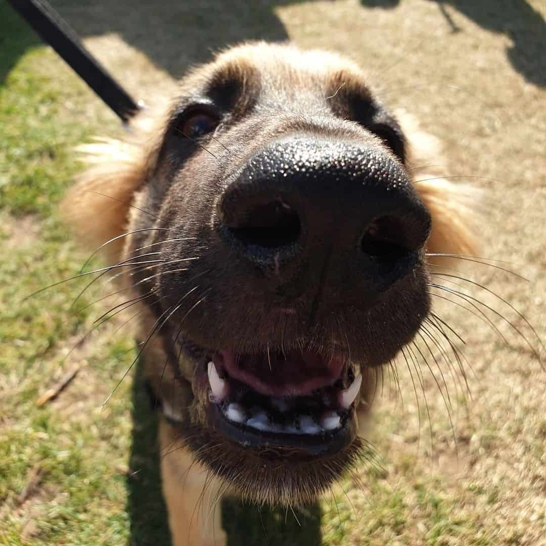 foto de cerca de la nariz del perro
