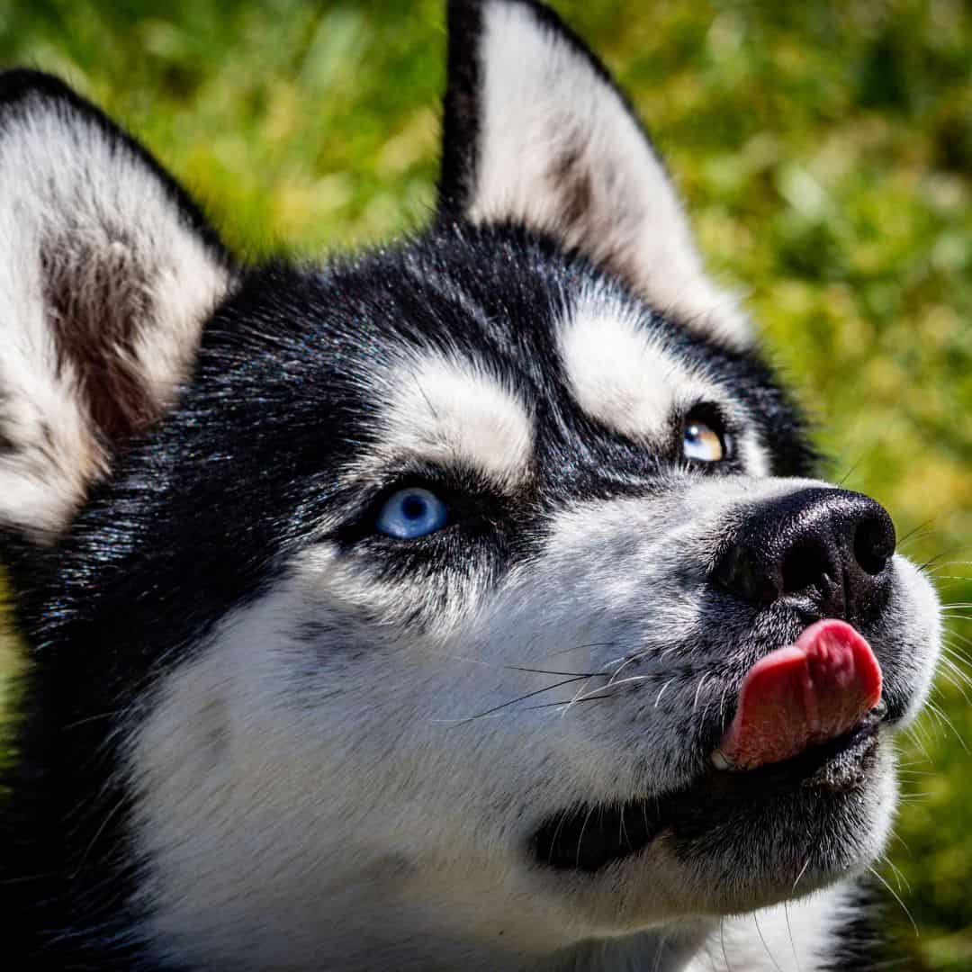 foto de cerca de los ojos de un husky