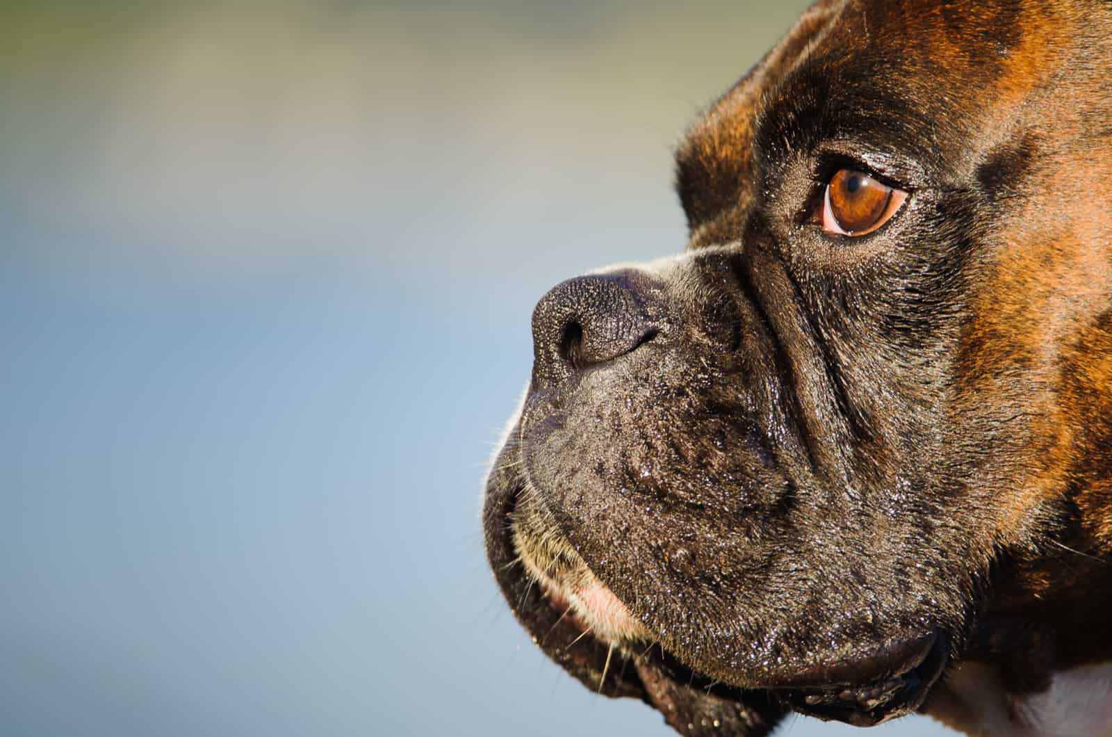 fotografía de primer plano de la cara de un perro boxer