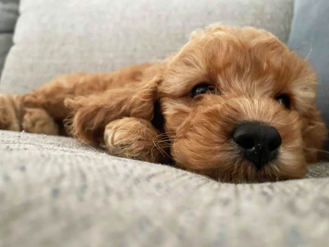 primer plano de un lindo perro sentado en el sofá