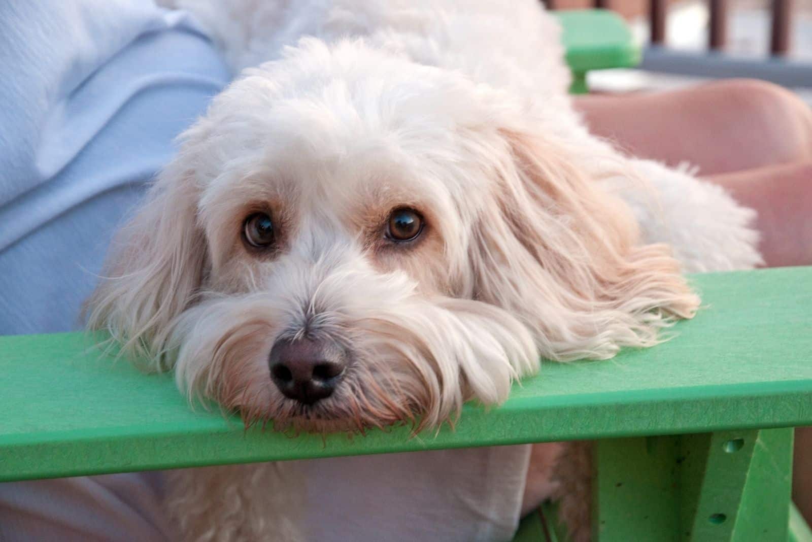 cockapoo en expresión triste acostado