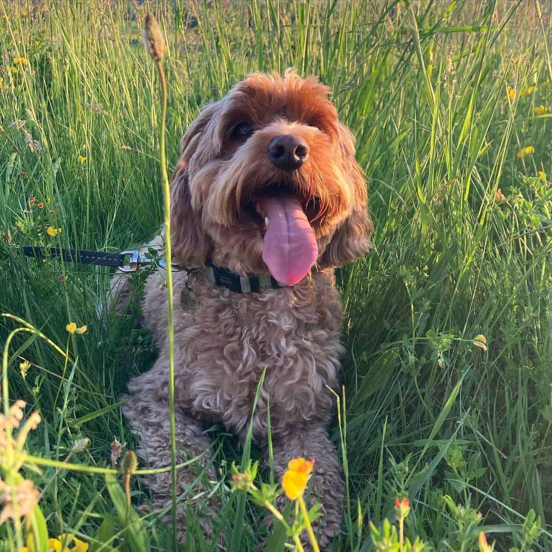 cockapoo con correa