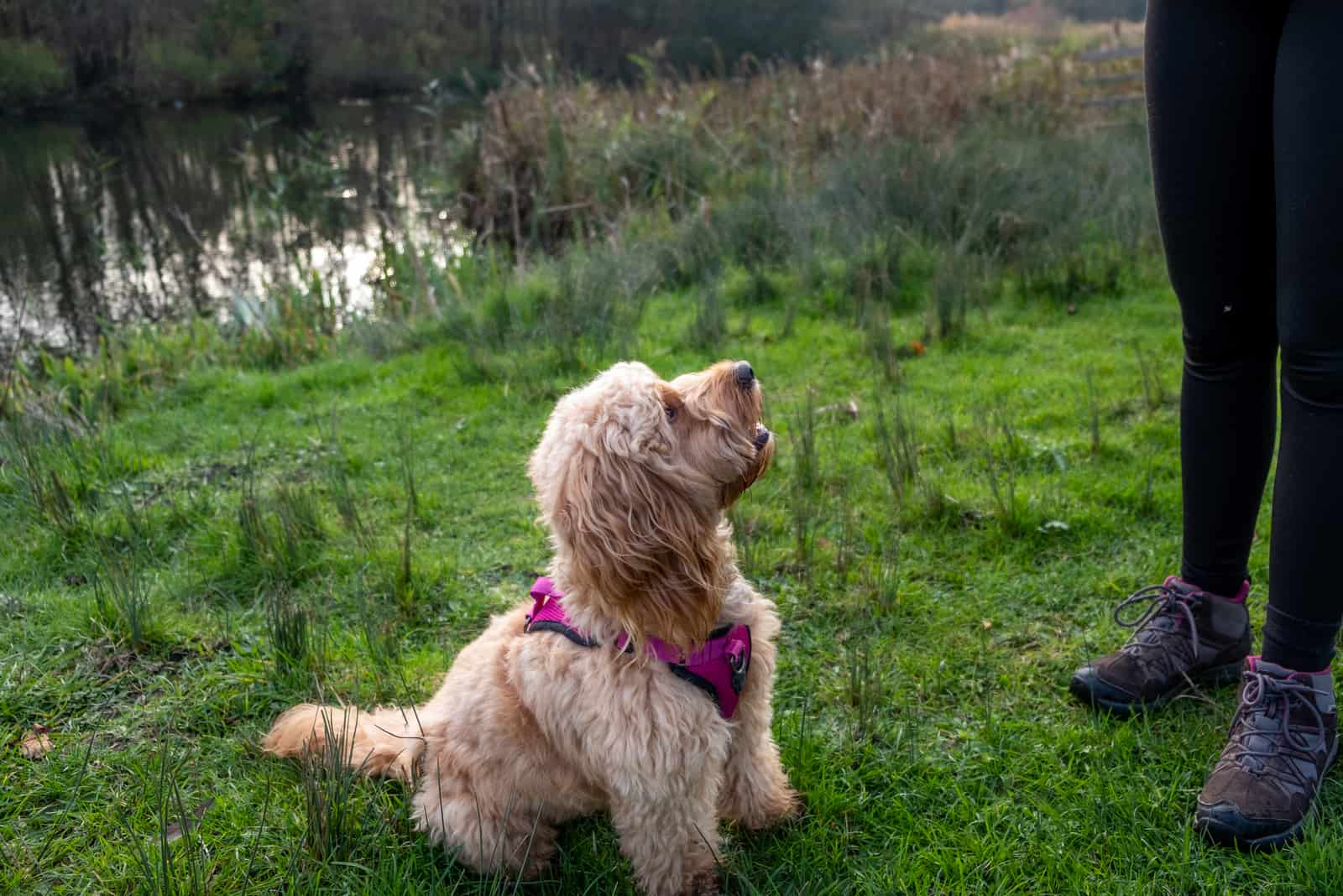 cockapoo mirando hacia su dueño