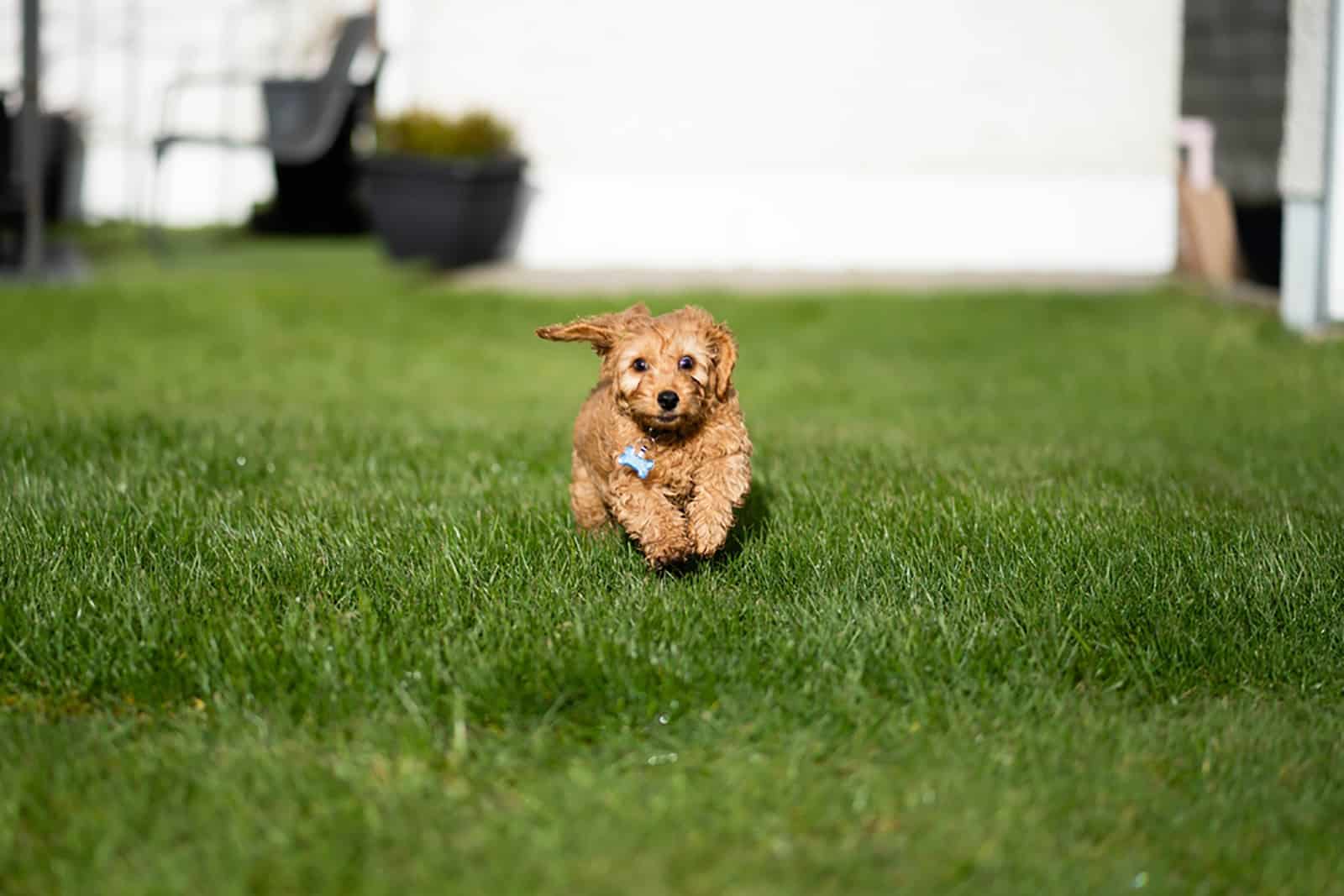 cachorro cockapoo corriendo en el césped