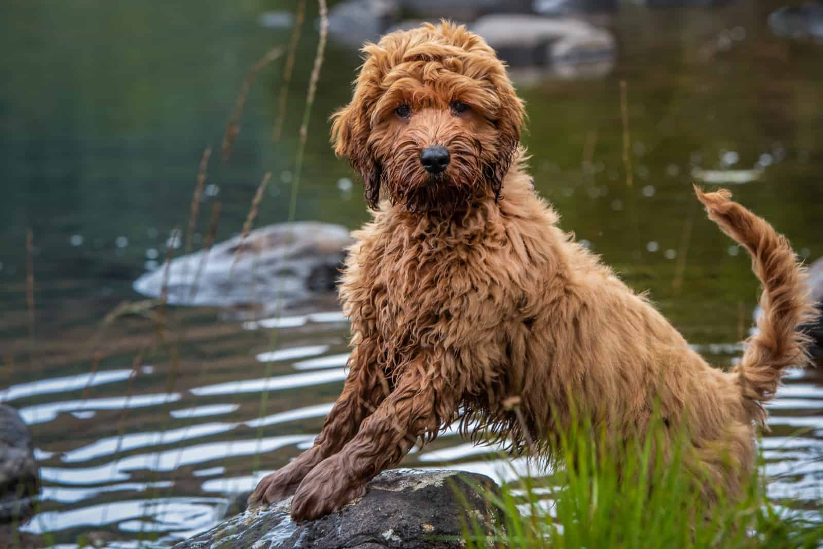 cachorro Cockapoo parado en una roca