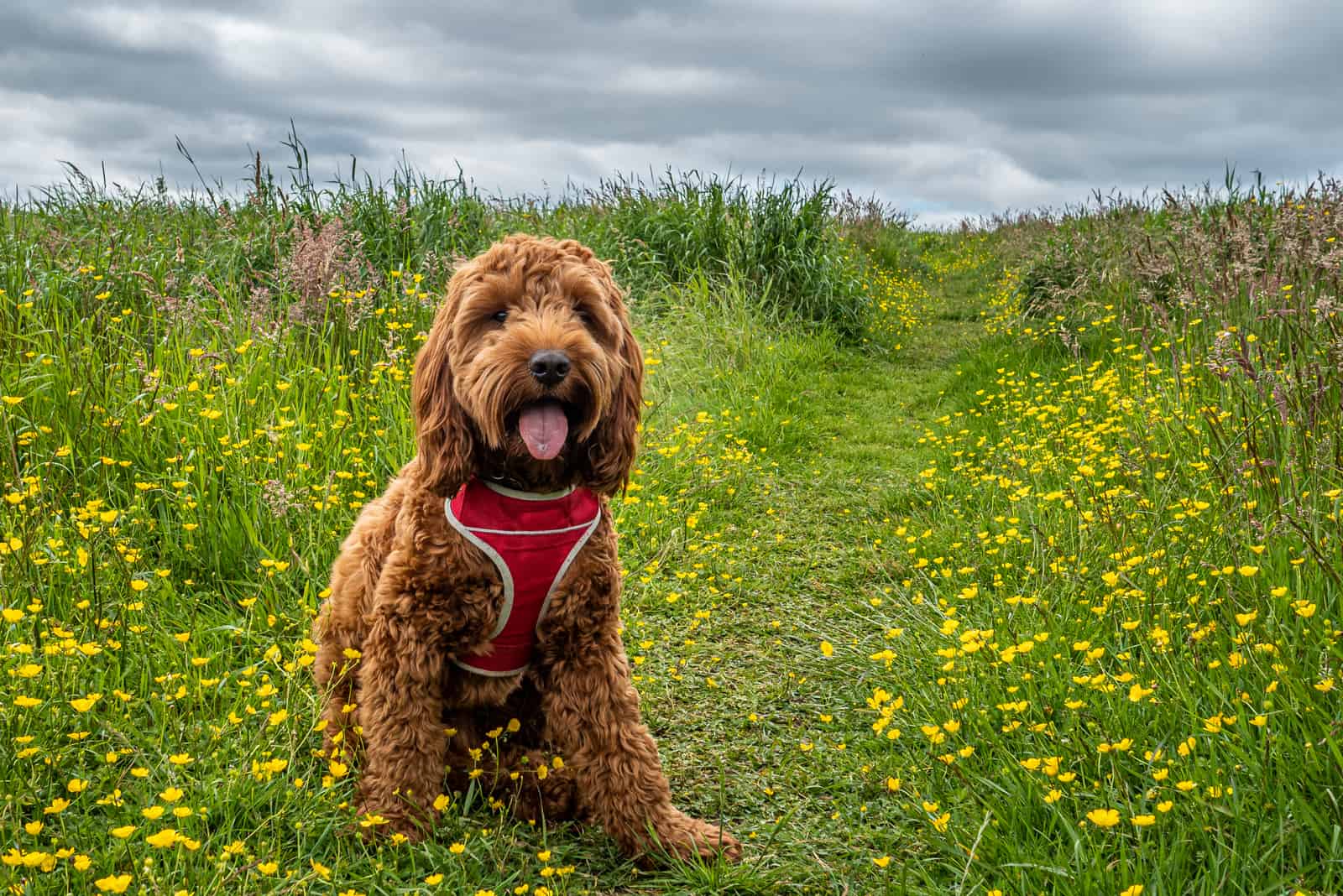 cockapoo sentado en un camino en un campo de flores silvestres