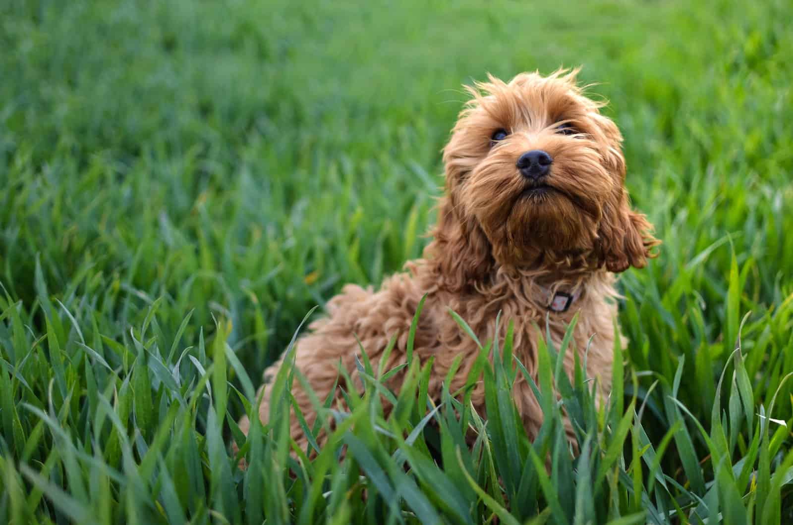 cockapoo de pie en el césped afuera