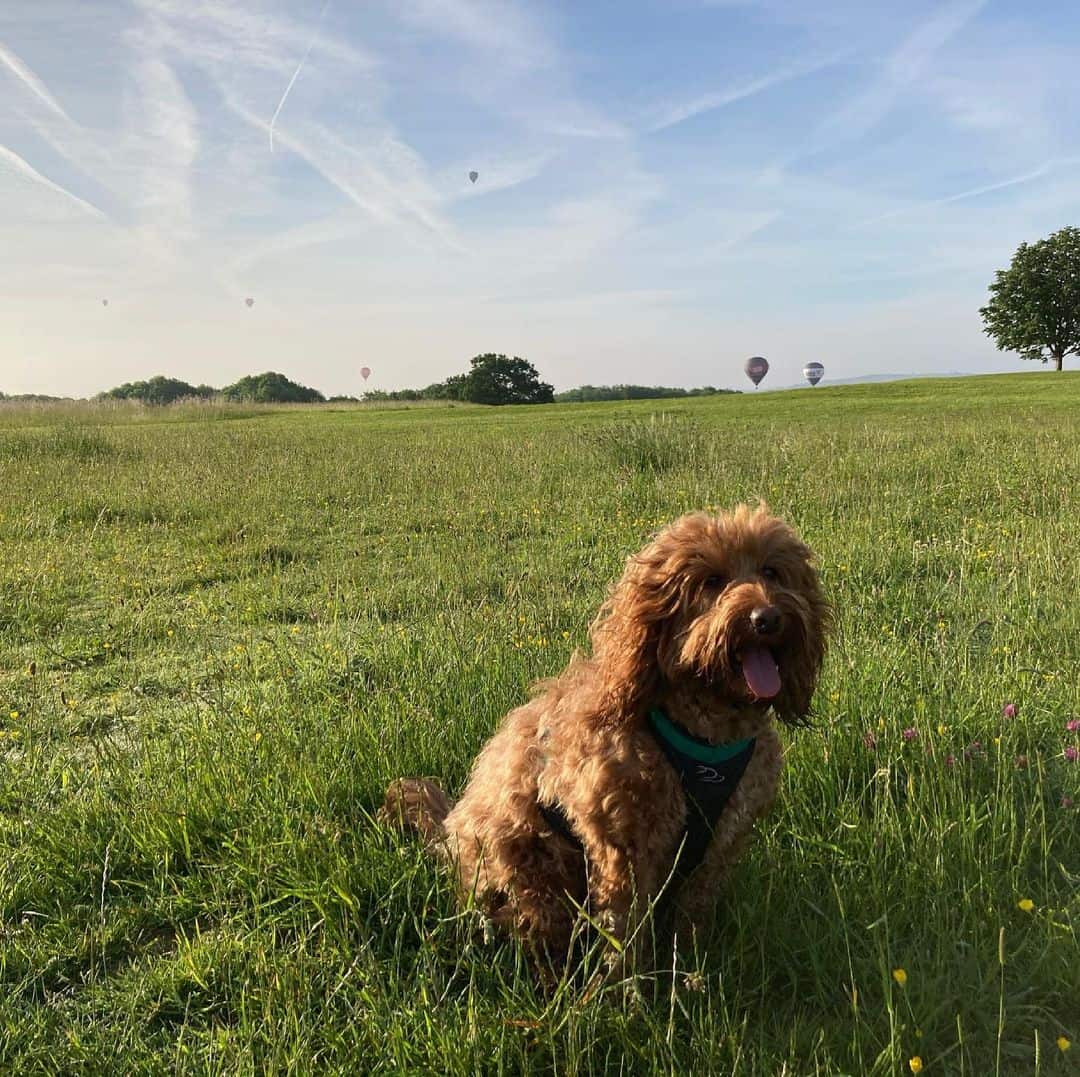 cockapoo entrenando en la naturaleza