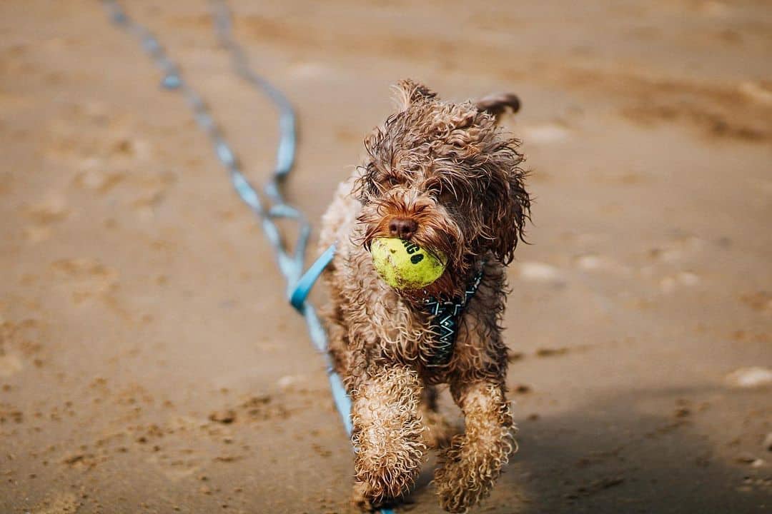 entrenamiento de cockapoo