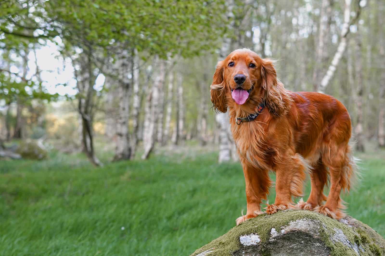 Perro cocker spaniel inglés de pie sobre la piedra en el bosque