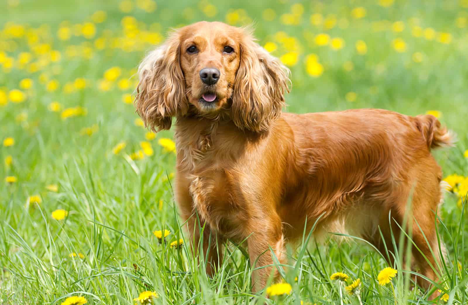 cocker spaniel de pie en el campo de dientes de león