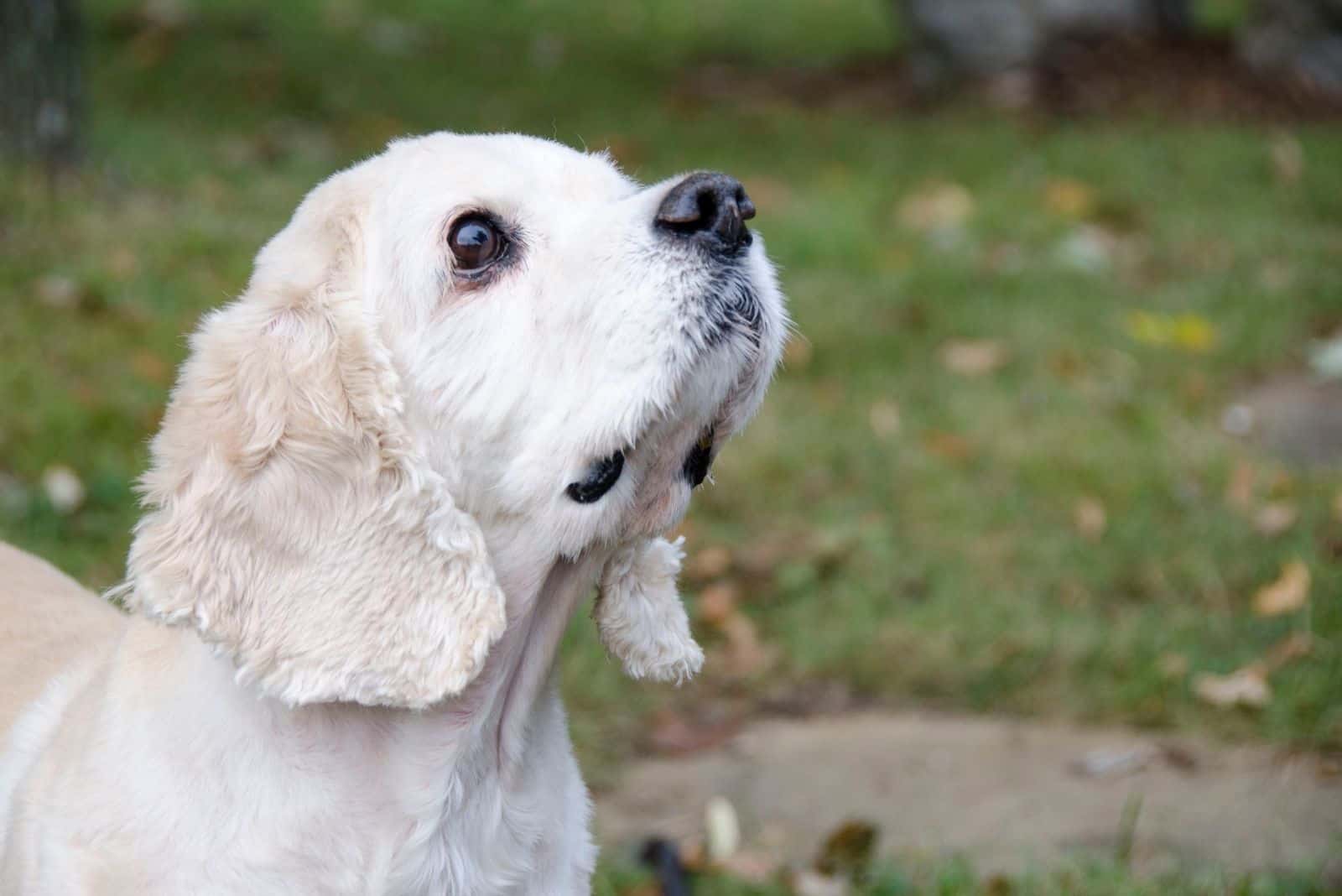 Perro mezcla de cocker spaniel y corgi en primer plano de pie al aire libre