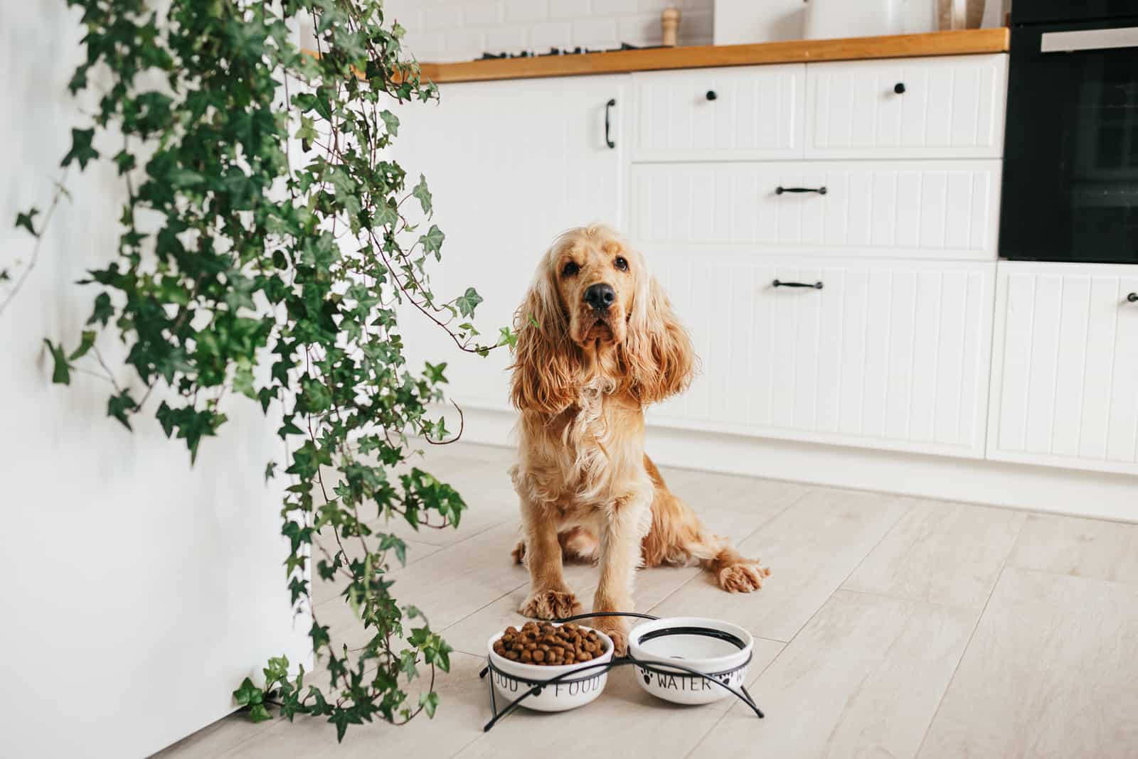 Cocker Spaniel comiendo