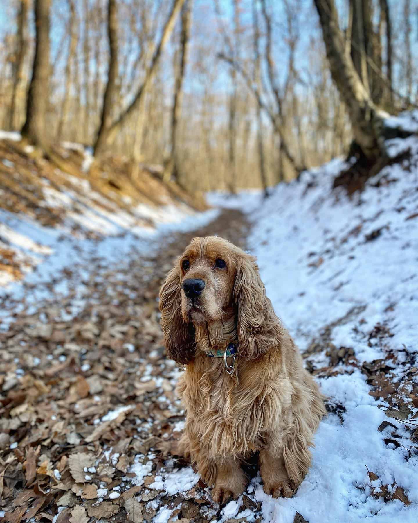 cocker spaniel en la naturaleza