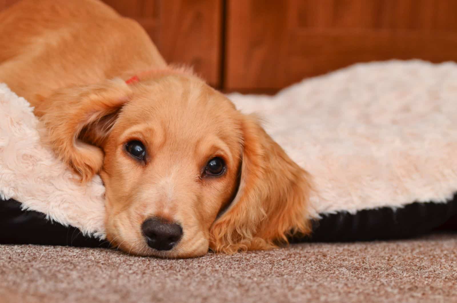 cachorro de cocker spaniel descansando