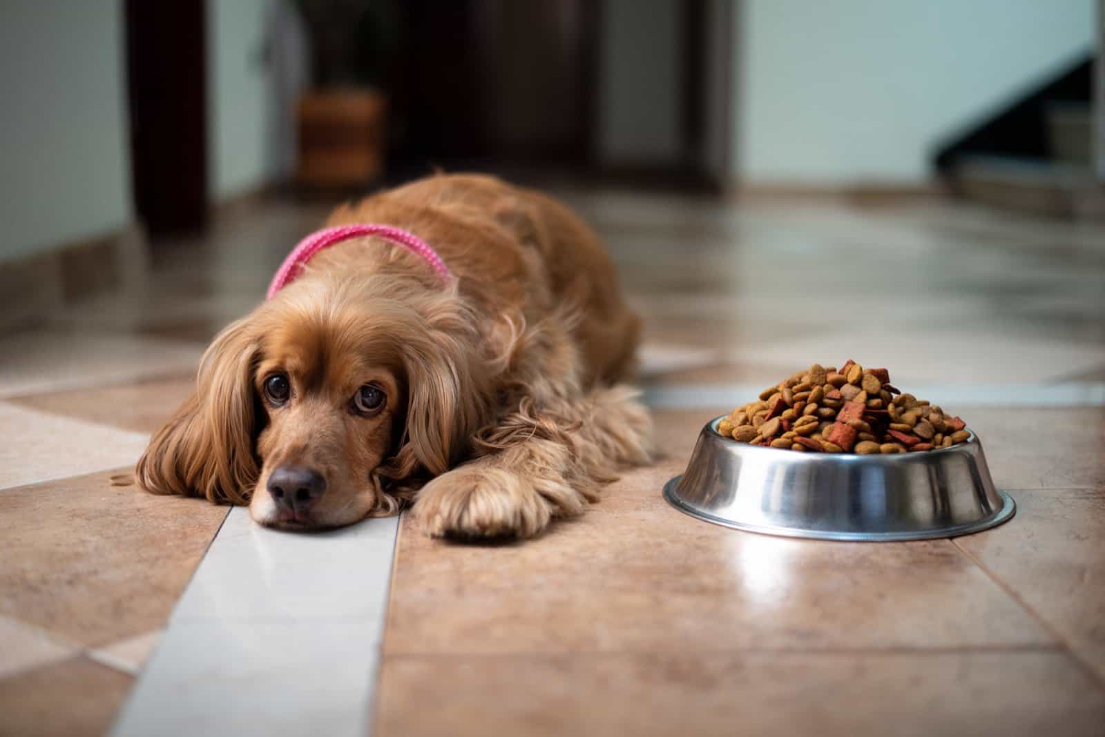 Cocker Spaniel se niega a comer
