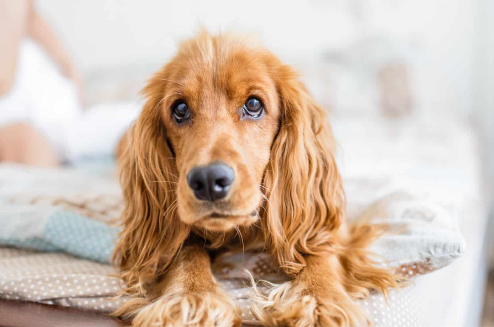 cocker spaniel acostado en la cama