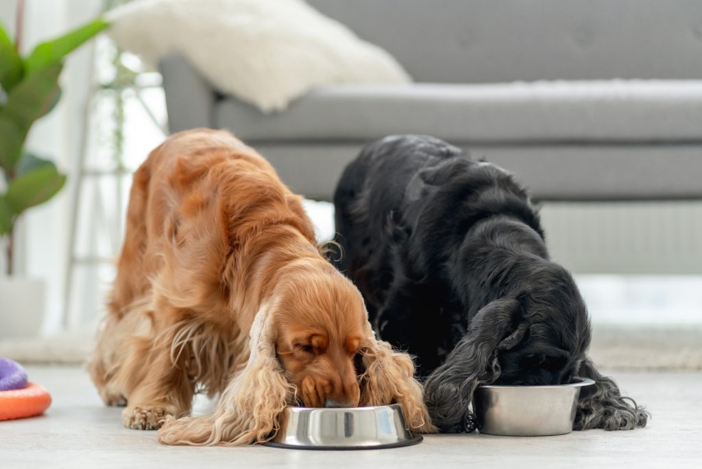 cocker spaniels comiendo