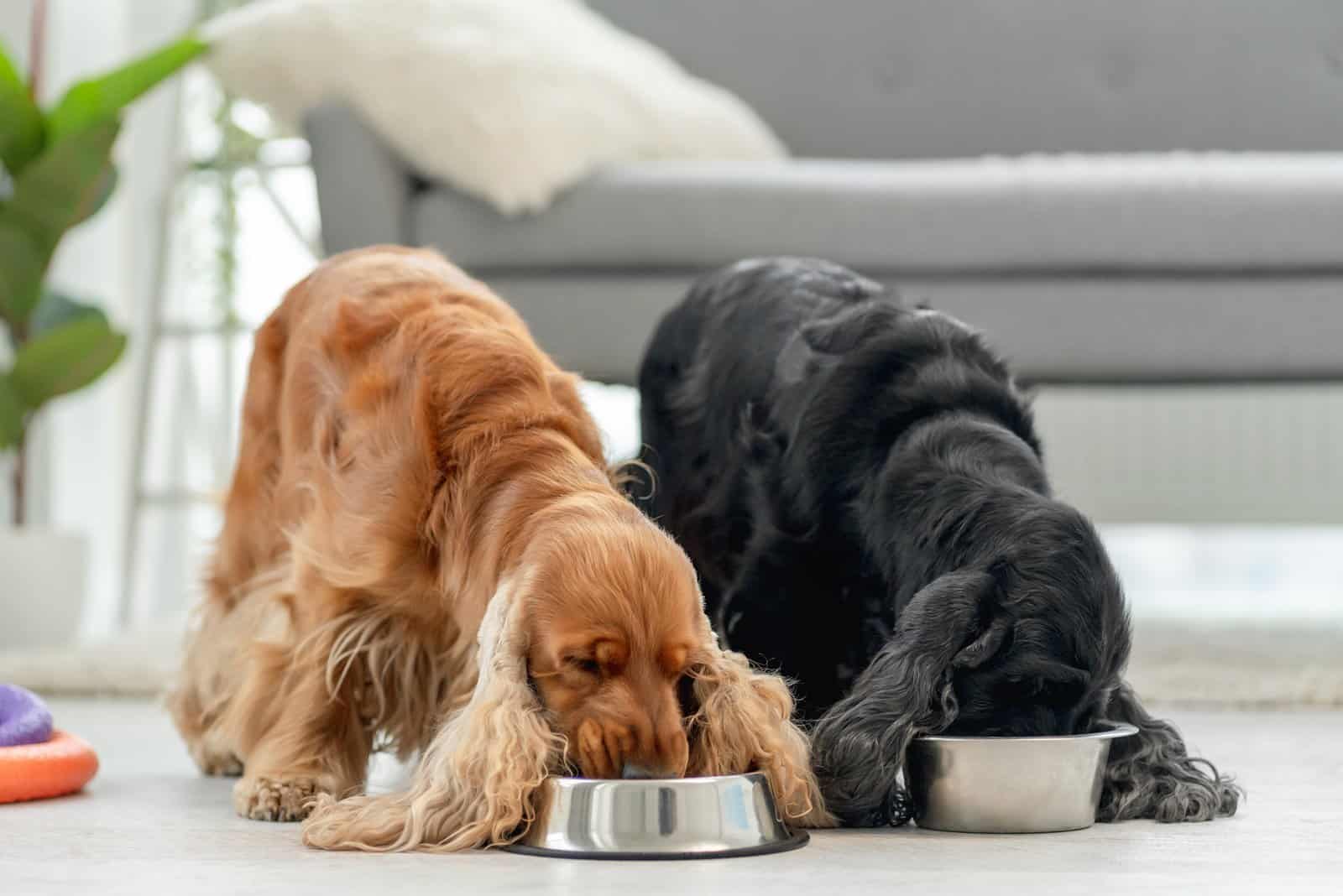 Spaniels Cocker comiendo