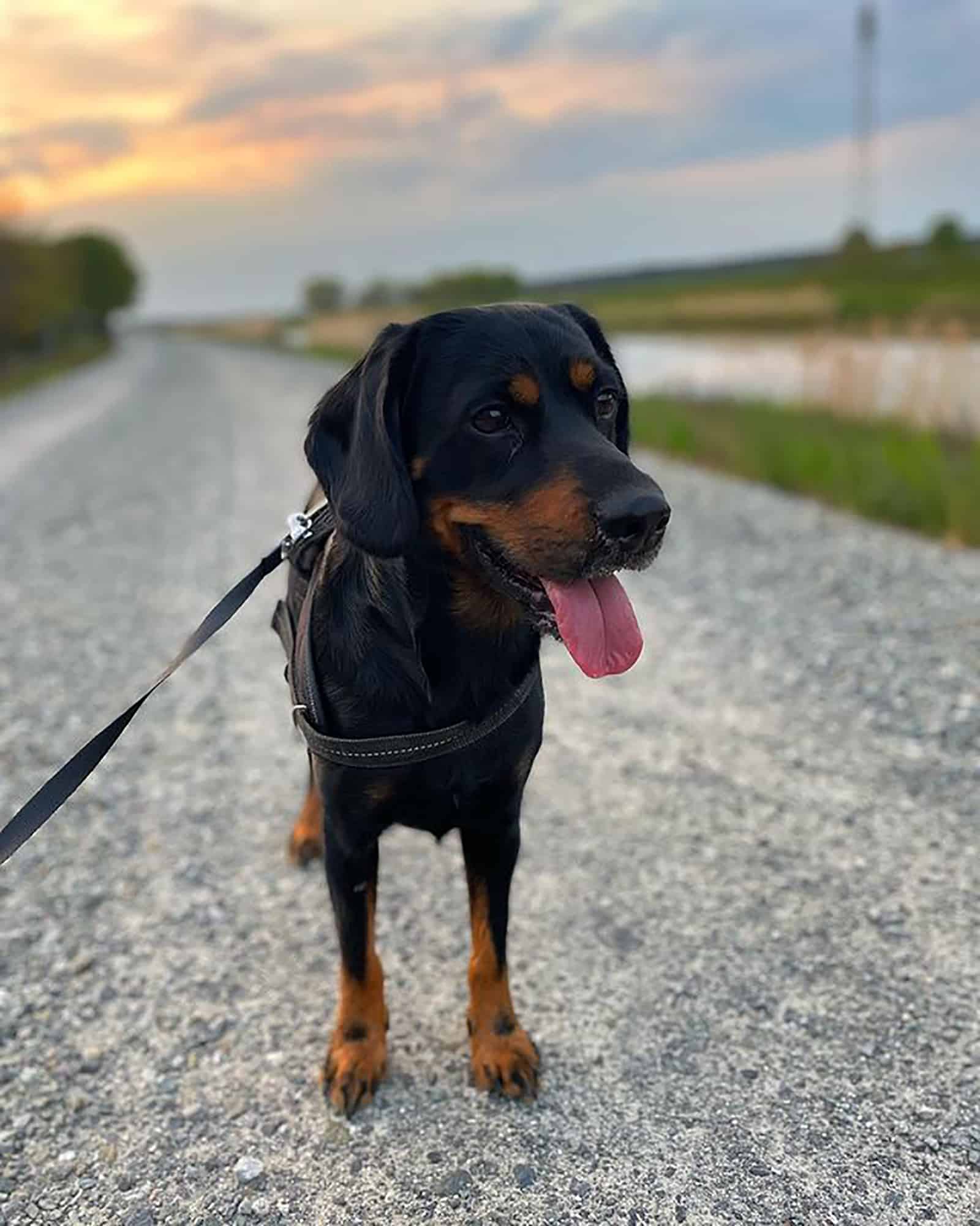 cockweiler de pie en la carretera