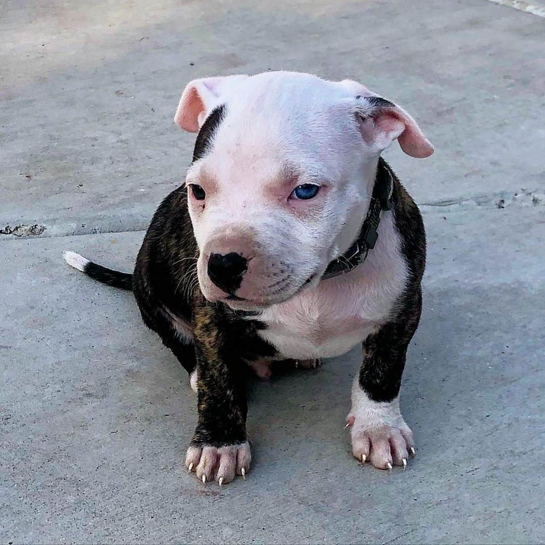 cachorro colby pitbull