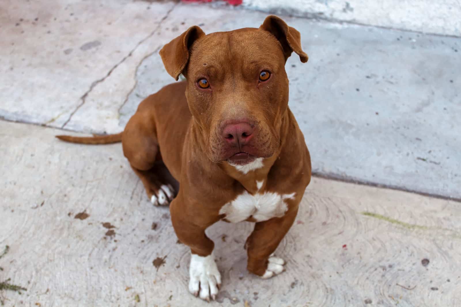 perro pitbull de color marrón