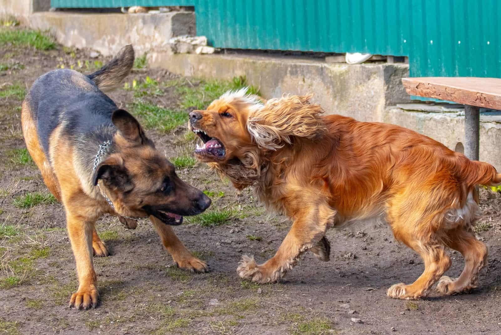 Conflicto entre dos perros pastor alemán y cocker spaniel