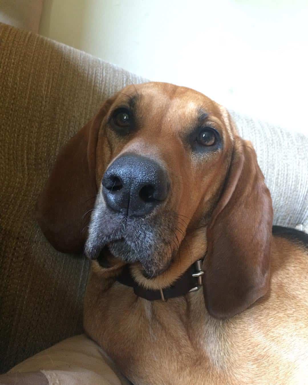 Coonhound mezclado con Bloodhound