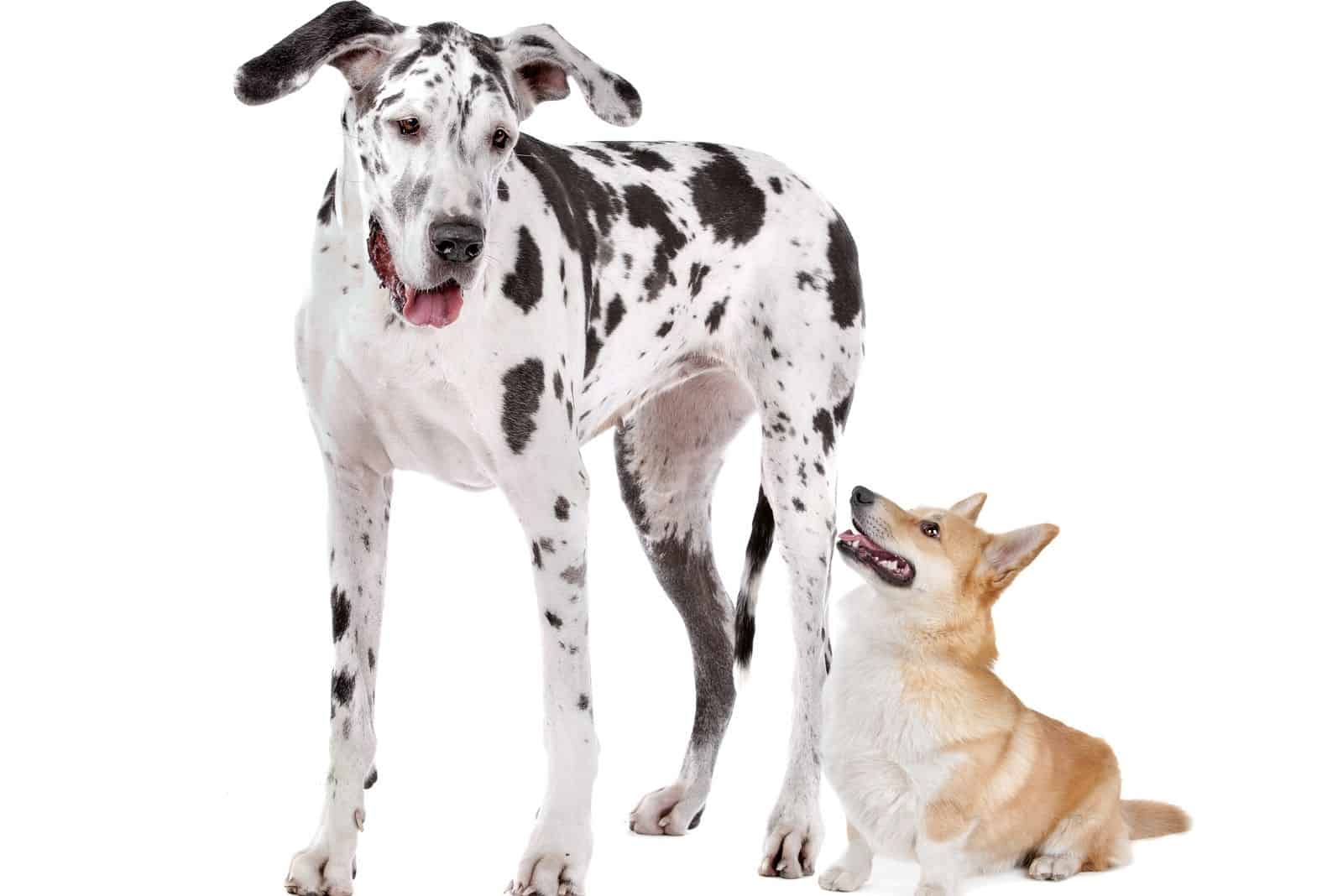 Perros mezcla de corgi y gran danés sobre fondo blanco