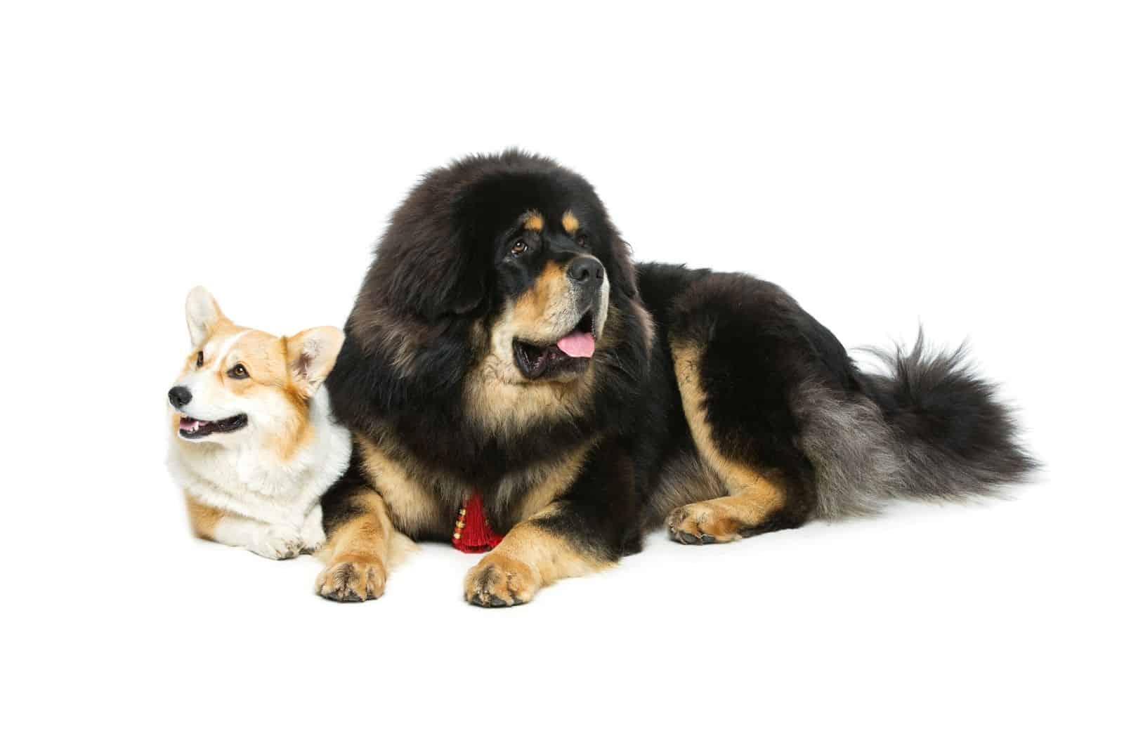 corgi y perro mastín acostados sobre fondo blanco