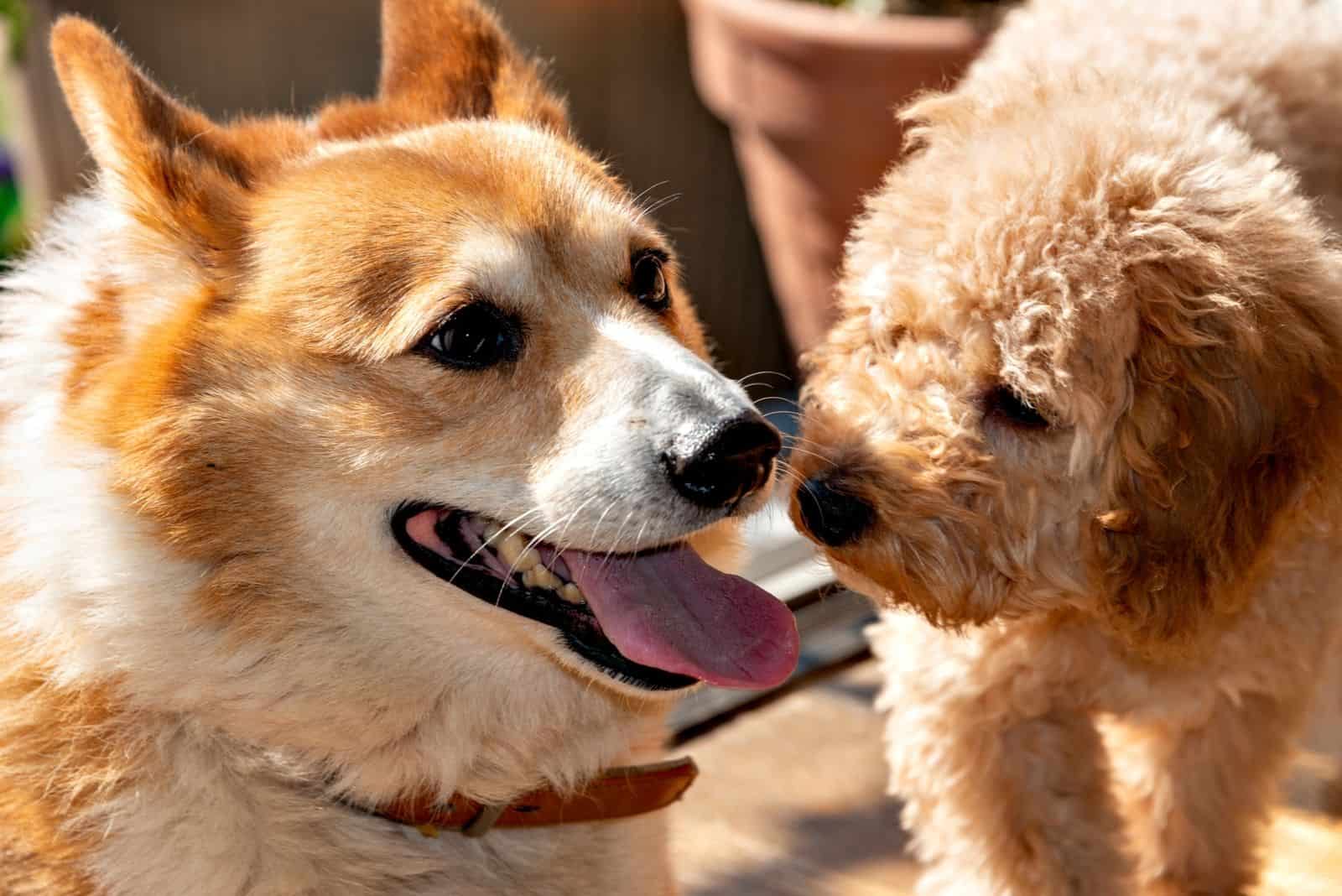 corgi y caniche encontrándose por primera vez