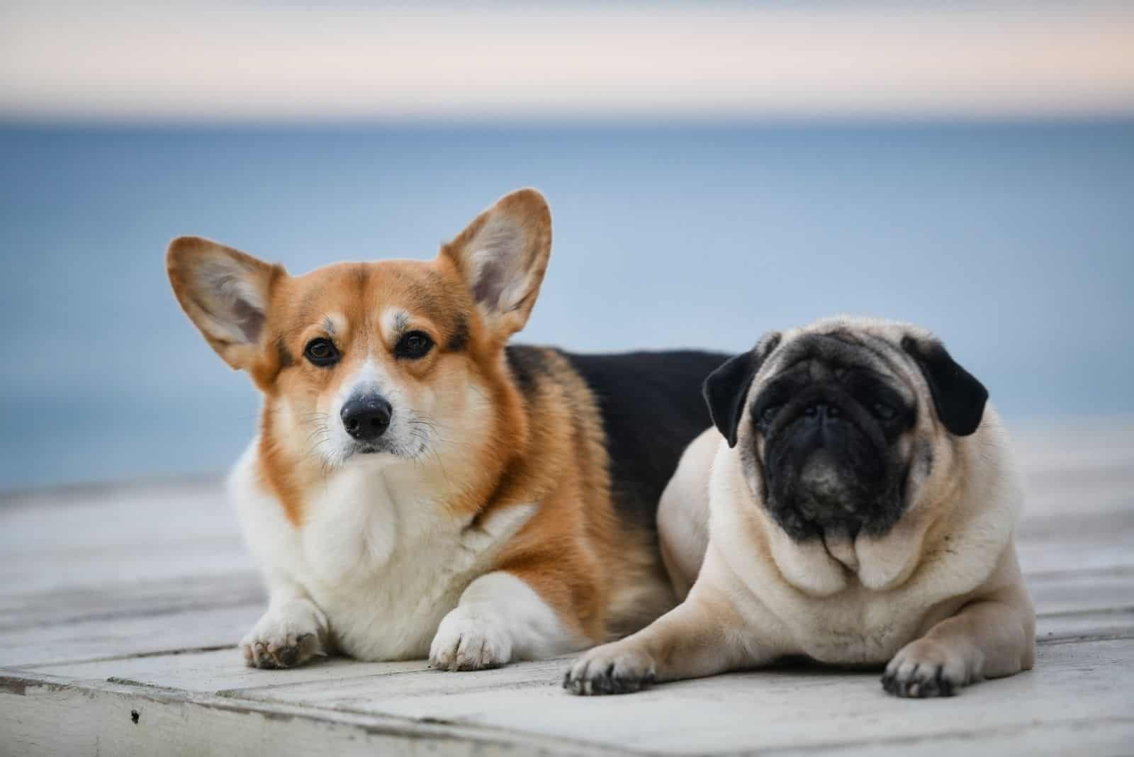 corgi y pug tumbados al aire libre